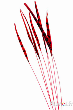 Fazant van Colchis pijl - 40-45 cm - karmijn